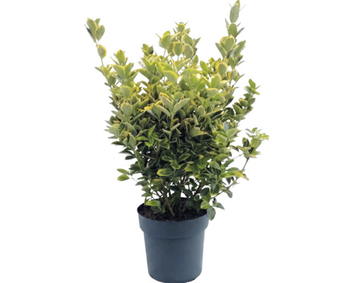 Bršlen Fortuneov Euonymus fortunei v kvetináči, vždyzelený, pestrolistý.