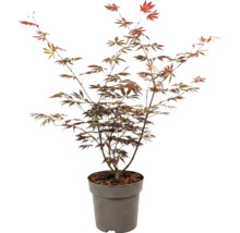 Javor dlaňovitolistý Acer palmatum v pestovateľskom kvetináči do záhrady.