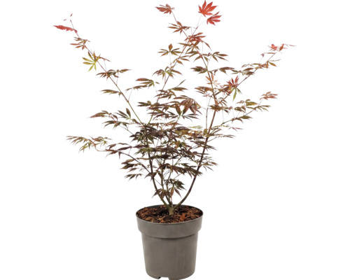 Javor dlaňovitolistý Acer palmatum v pestovateľskom kvetináči do záhrady.