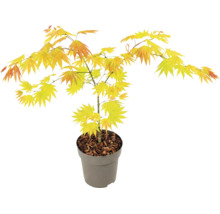 Javor dlaňolistý Acer palmatum Orange Dream v sivom plastovom kvetináči so žltooranžovými listami.