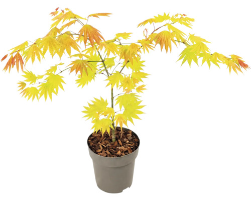 Javor dlaňolistý Acer palmatum Orange Dream v sivom plastovom kvetináči so žltooranžovými listami.
