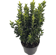 Cezmína vrúbkovaná Ilex crenata Luxus v čiernom kvetináči, vždyzelený ker s malými lesklými listami.