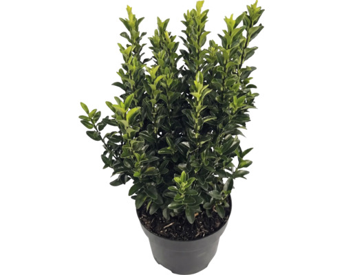 Cezmína vrúbkovaná Ilex crenata Luxus v čiernom kvetináči, vždyzelený ker s malými lesklými listami.