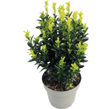 Bršlen japonský Euonymus japonicus s dvojfarebnými listami v sivom plastovom kvetináči.
