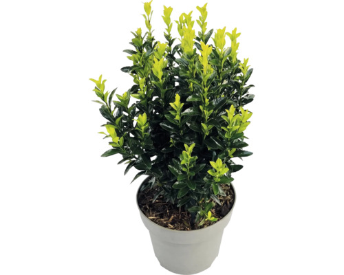 Bršlen japonský Euonymus japonicus s dvojfarebnými listami v sivom plastovom kvetináči.