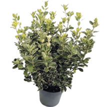 Bršlen japonský Euonymus japonicus s bielo-zelenými panašovanými listami v sivom kvetináči.