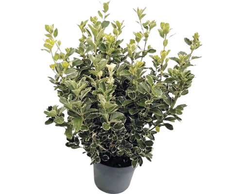 Bršlen japonský Euonymus japonicus s bielo-zelenými panašovanými listami v sivom kvetináči.