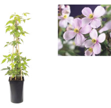 Clematis montana Rubens v čiernom kvetináči s bambusovou oporou a detailný pohľad na ružové kvety.