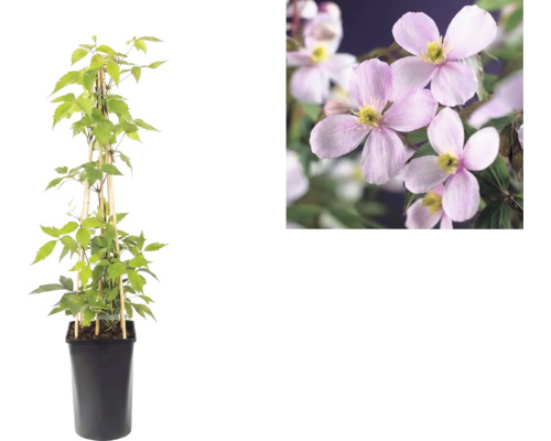 Clematis montana Rubens v čiernom kvetináči s bambusovou oporou a detailný pohľad na ružové kvety.