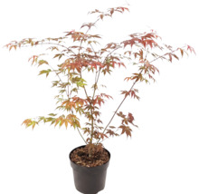 Javor dlaňolistý Acer palmatum v plastovom kvetináči s rozvetvenými konármi a dlaňovitými listami v zelenej a oranžovočervenej farbe.