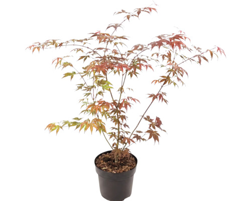 Javor dlaňolistý Acer palmatum v plastovom kvetináči s rozvetvenými konármi a dlaňovitými listami v zelenej a oranžovočervenej farbe.