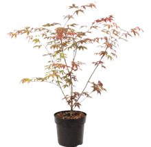Javor dlaňovitolistý Acer palmatum v čiernom plastovom kvetináči