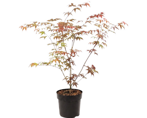 Javor dlaňovitolistý Acer palmatum v čiernom plastovom kvetináči