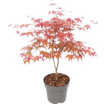 Javor dlaňovitolistý Acer palmatum v plastovom kvetináči s mulčovacou kôrou.