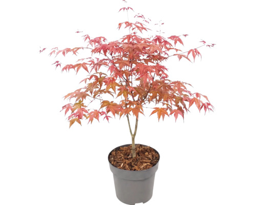 Javor dlaňovitolistý Acer palmatum v plastovom kvetináči s mulčovacou kôrou.