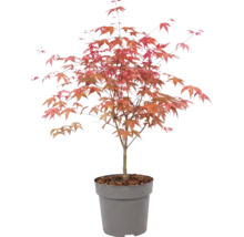 Javor dlaňolistý Acer palmatum v plastovom kvetináči s červenkastými listami.