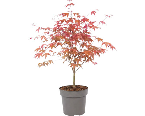 Javor dlaňolistý Acer palmatum v plastovom kvetináči s červenkastými listami.