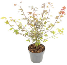 Javor dlaňolistý Acer palmatum v kvetináči s mulčovacou kôrou.