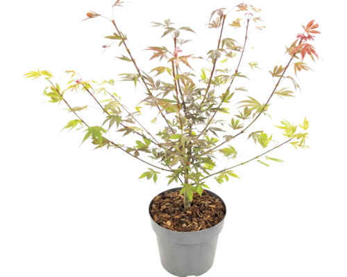 Javor dlaňolistý Acer palmatum v kvetináči s mulčovacou kôrou.