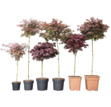 Šesť japonských javorov Acer palmatum v rôznych výškach a farbách listov v kvetináčoch.