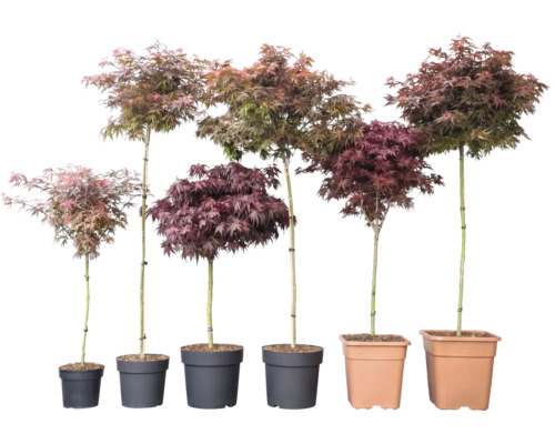 Šesť japonských javorov Acer palmatum v rôznych výškach a farbách listov v kvetináčoch.