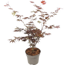 Javor dlaňovitolistý Acer palmatum s červenými listami v kvetináči.