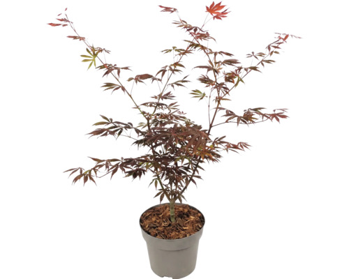 Javor dlaňovitolistý Acer palmatum s červenými listami v kvetináči.