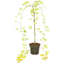 Javor dlaňovitolistý Acer palmatum v plastovom kvetináči s prevísajúcimi konármi a hviezdicovitými listami.