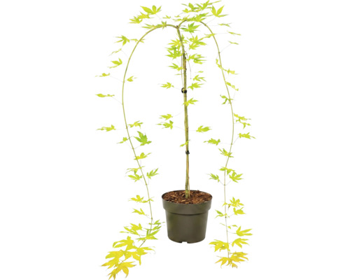 Javor dlaňovitolistý Acer palmatum v plastovom kvetináči s prevísajúcimi konármi a hviezdicovitými listami.