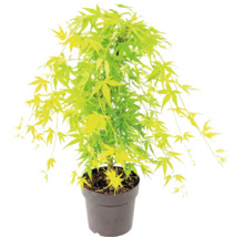 Javor dlanitolistý Acer palmatum v plastovom kvetináči