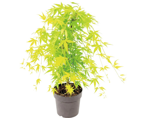Javor dlanitolistý Acer palmatum v plastovom kvetináči