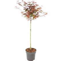 Javor dlaňovitolistý Acer palmatum s viacfarebnými listami v sivom plastovom kvetináči.