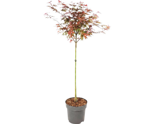 Javor dlaňovitolistý Acer palmatum s viacfarebnými listami v sivom plastovom kvetináči.