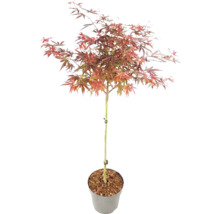 Javor dlaňovitolistý Acer palmatum na kmienku v kvetináči s červenkastými listami.