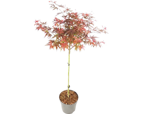 Javor dlaňovitolistý Acer palmatum na kmienku v kvetináči s červenkastými listami.