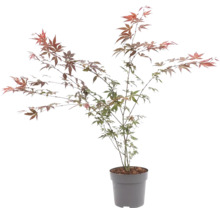 Javor dlaňovitolistý Acer palmatum v kvetináči s jemnými listami.