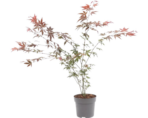 Javor dlaňovitolistý Acer palmatum v kvetináči s jemnými listami.