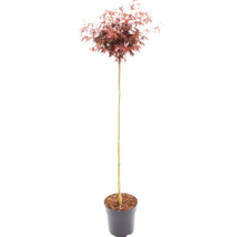 Červený javor dlaňovitolistý Acer palmatum na kmienku v pestovateľskom kvetináči.