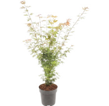 Javor dlaňolistý Acer palmatum s jemnými listami v sivom kvetináči.