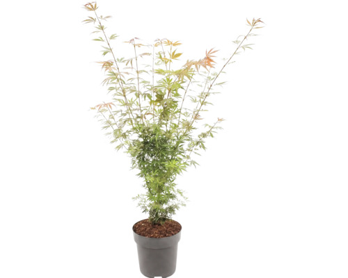 Javor dlaňolistý Acer palmatum s jemnými listami v sivom kvetináči.