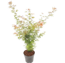 Javor dlaňovitolistý Acer palmatum v sivom plastovom kvetináči s jemnými zeleno-oranžovými listami.