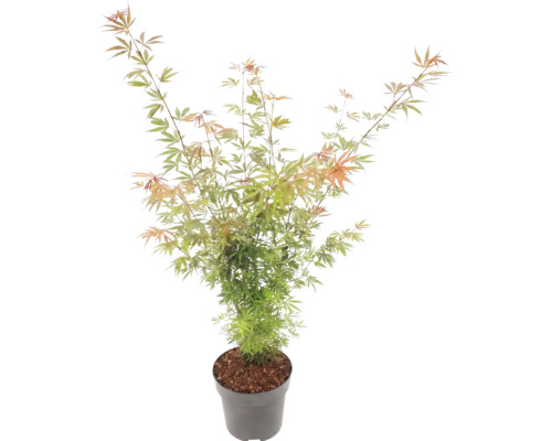 Javor dlaňovitolistý Acer palmatum v sivom plastovom kvetináči s jemnými zeleno-oranžovými listami.