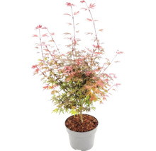Javor dlaňovitolistý Acer palmatum v sivom plastovom kvetináči s mulčovacou kôrou, jemné delené listy.