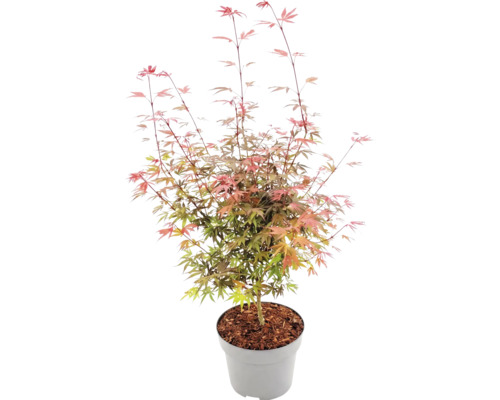 Javor dlaňovitolistý Acer palmatum v sivom plastovom kvetináči s mulčovacou kôrou, jemné delené listy.