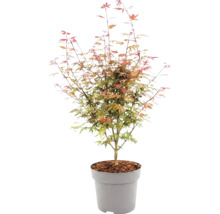 Javor dlaňovitolistý Acer palmatum v plastovom kvetináči s mulčom.