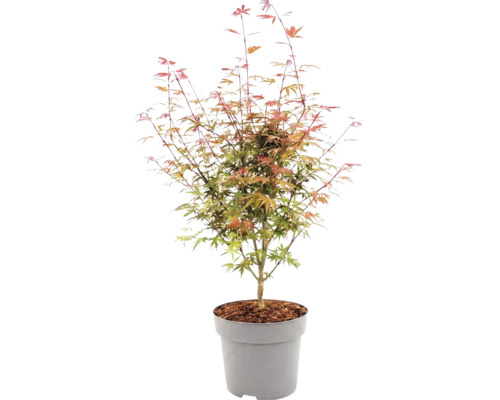 Javor dlaňovitolistý Acer palmatum v plastovom kvetináči s mulčom.