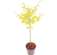 Javor dlaňovitolistý Acer palmatum so svetlozelenými listami v kvetináči.