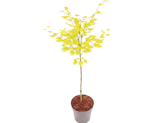 Javor dlaňovitolistý Acer palmatum so svetlozelenými listami v kvetináči.