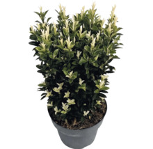 Bršlen japonský Euonymus japonicus Paloma Blanca v kvetináči s tmavo zelenými listami a bielymi výhonkami.