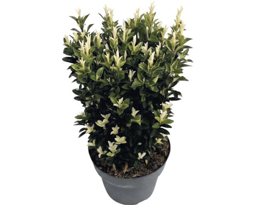 Bršlen japonský Euonymus japonicus Paloma Blanca v kvetináči s tmavo zelenými listami a bielymi výhonkami.
